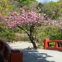 Kamakura, Tsurugaoka Hachimangu Heike Pond