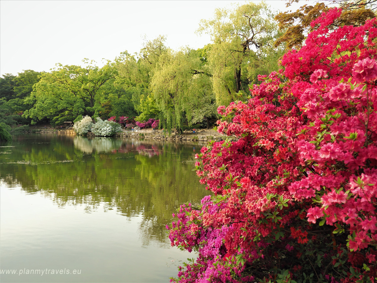 ogród w Pałacu Changgyeonggung, Seul najważniejsze atrakcje, przewodnik Korea Południowa