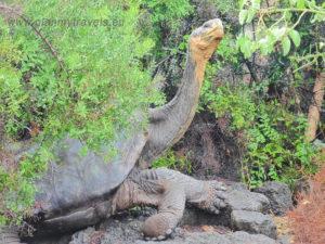 Galapagos Islands - face to face with mother nature