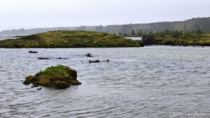 Park Narodowy Þingvellir, Jezioro Thingvallavatn, Sirfa