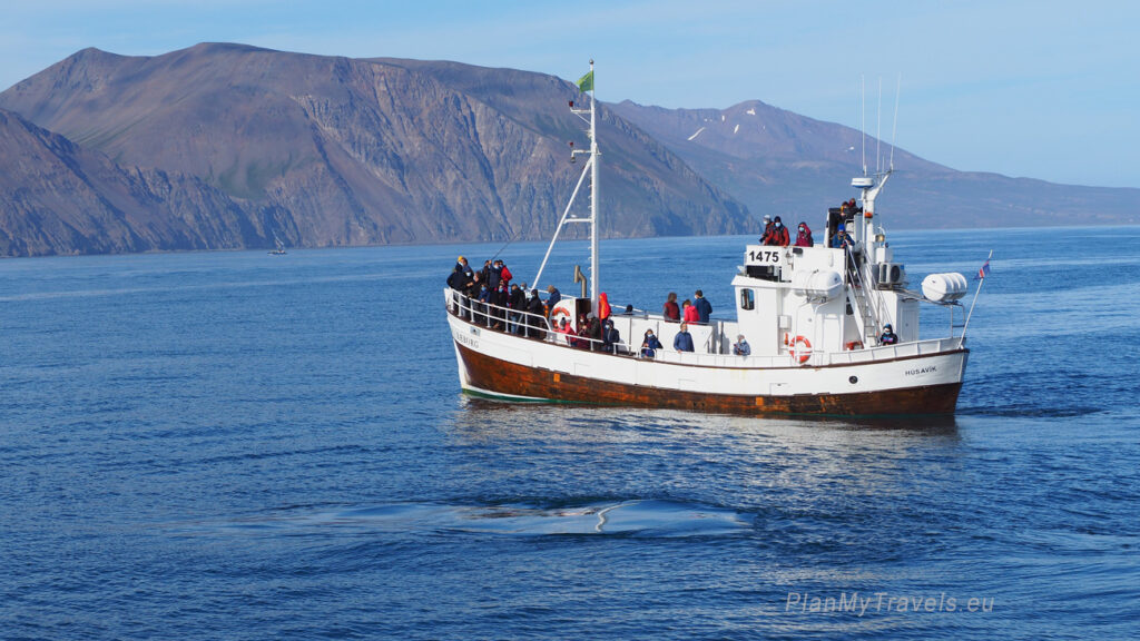 Islandia, Husavik, Whale Watching tours