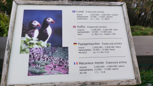 Icleand land of puffins