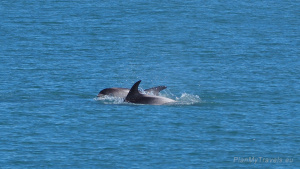 Wieloryby, delfiny, morświny na Islandii