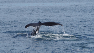 Wieloryby, delfiny, morświny na Islandii