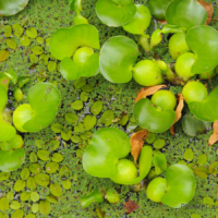 Jardim Botanico – Botanical Garden Madeira