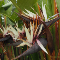 Jardim Botanico – Botanical Garden Madeira