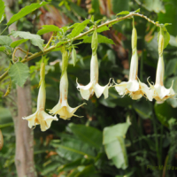 Jardim Botanico – Botanical Garden Madeira