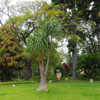Santa Catharina Park Funchal