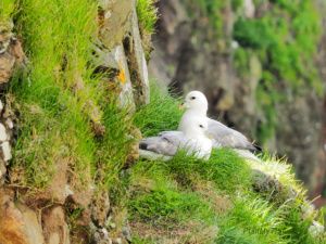 Mykines is an important breeding site for the seabirds