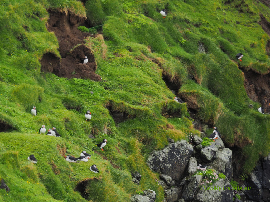 puffin colony near the cliffs in Gasadalur, Vagar