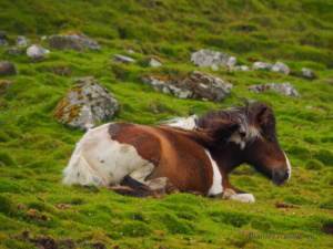 Kirkjubøur – The Heart of Faroese History