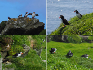 Mykines: Puffin Island and Life in Harmony with Nature