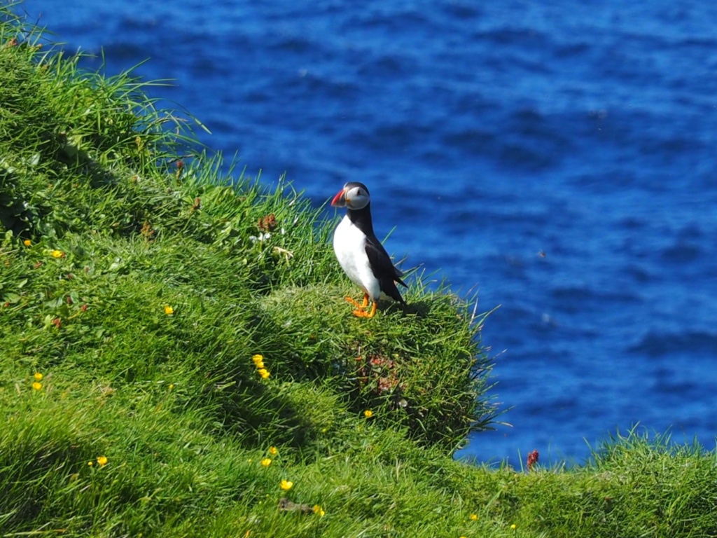 Puffins on cliffs in Mykynes, 