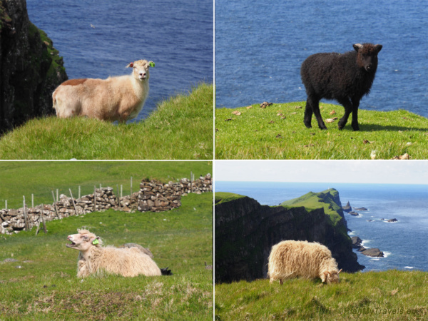 Worth knowing about the Faroes