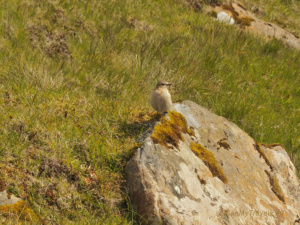 Faroese nature is also home to an astonishing number of birds