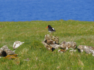 Faroese nature is also home to an astonishing number of birds