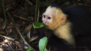 Nocne safari – największa niespodzianka Monteverde