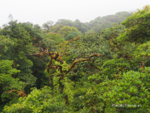 Kostaryka Las Mglisty Monteverde