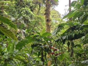 Kostaryka Las Mglisty Monteverde