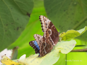 Kostaryka, Monteverde Selvatura Park - ogród motyli