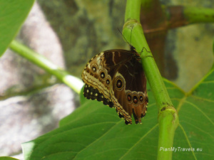 Kostaryka, Monteverde Selvatura Park - ogród motyli