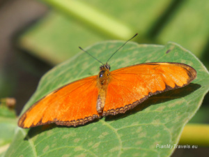 Kostaryka, Monteverde Selvatura Park - ogród motyli