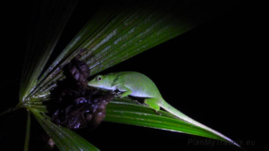 Nocne safari – największa niespodzianka Monteverde