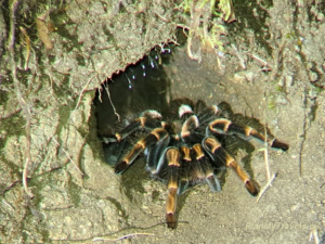 Nocne safari – największa niespodzianka Monteverde