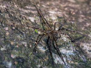 Nocne safari – największa niespodzianka Monteverde