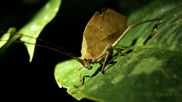 Nocne safari – największa niespodzianka Monteverde Nocne safari – największa niespodzianka Monteverde