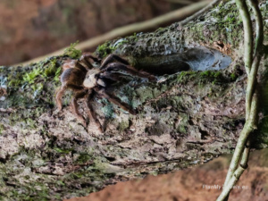Nocne safari – największa niespodzianka Monteverde