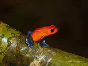 Wildlife of Monteverde Cloud Forest