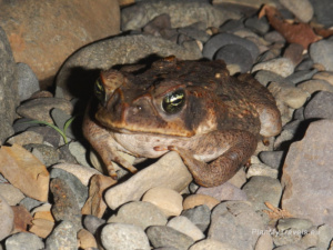 Nocne safari – największa niespodzianka Monteverde