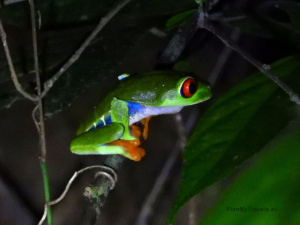 Nocne safari – największa niespodzianka Monteverde