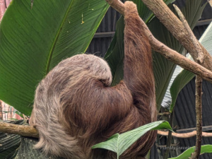 Kostaryka, Monteverde Selvatura Park - sanktuarium leniwców