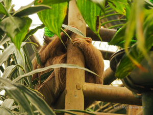 Kostaryka, Monteverde Selvatura Park - sanktuarium leniwców