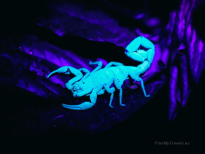 Nocne safari – największa niespodzianka Monteverde