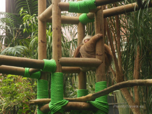 Sloth Sanctuary, Costa Rica