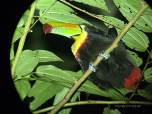 Nocne safari – największa niespodzianka Monteverde