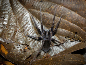 Nocne safari – największa niespodzianka Monteverde