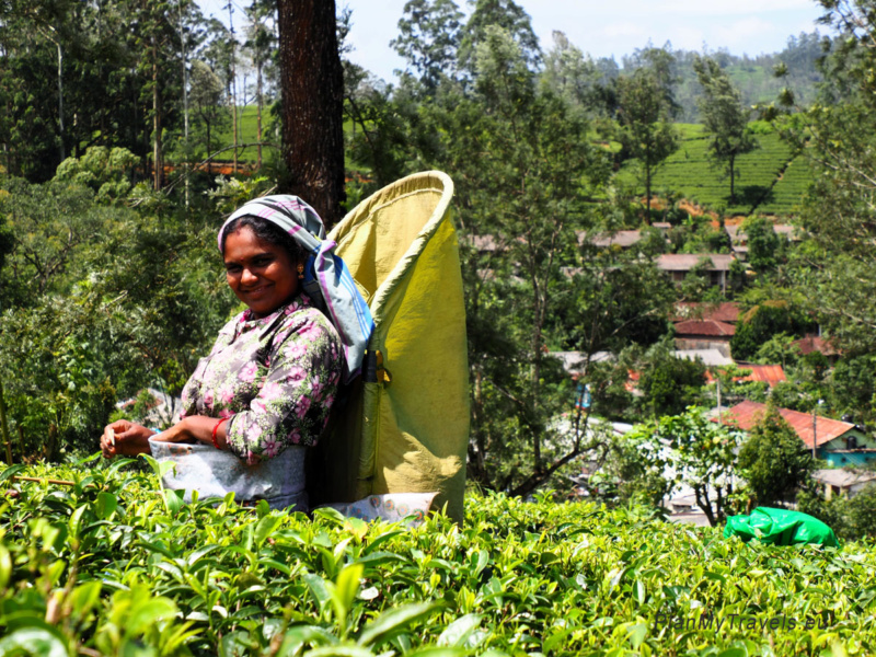 Sri Lanka – a land of tea, temples and wildlife