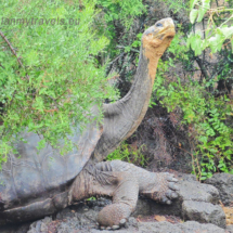 Galapagos Islands – face to face with Mother Nature