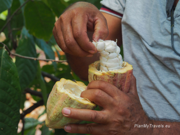 Fresh cocoa pod opened to reveal cocoa beans on a small cocoa farm in rural Nicaragua