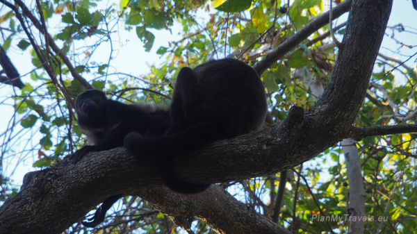 Howler monkey resting in a tree at Charco Verde Nature Reserve on Ometepe Island, Nicaragua