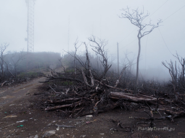 Dead tree trunks in the Burnt Forest on Mombacho Volcano, a reminder of the volcano's past activity in Nicaragua