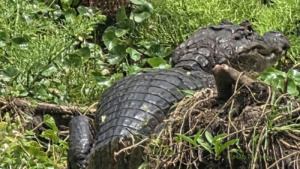 Caiman resting on the riverbank during a Río Istián kayaking tour on Ometepe Island