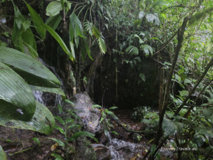 Wilgotny las mglisty w rezerwacie Peñas Blancas podczas trekkingu do wodospadu Arcoiris